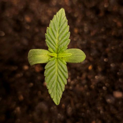 The smallest growlog timeline photo