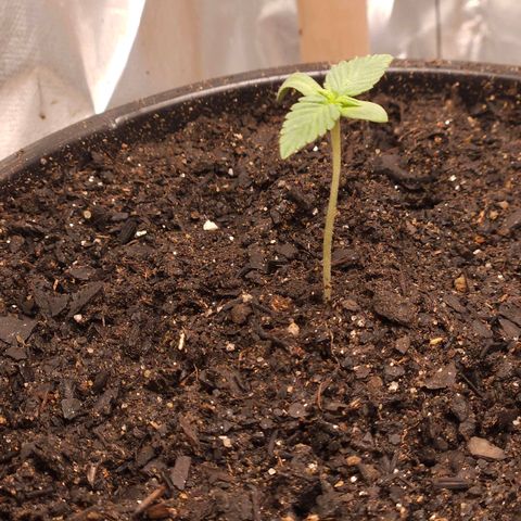 The smallest growlog timeline photo