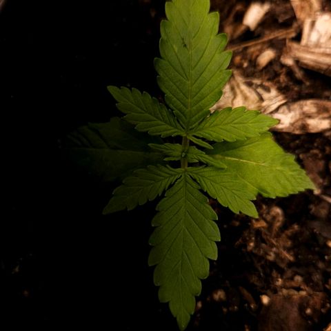 OG Kush Auto growlog timeline photo