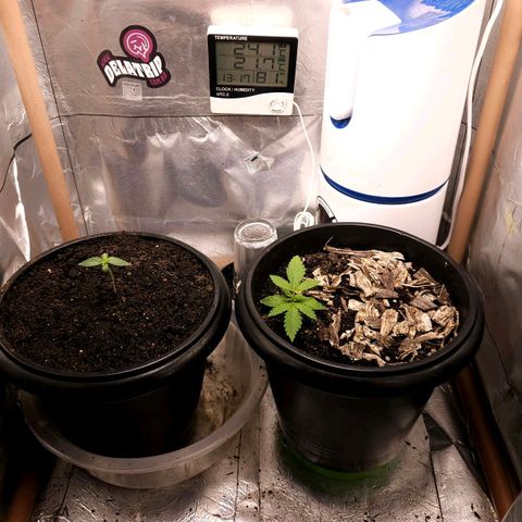 OG Kush Auto growlog timeline photo