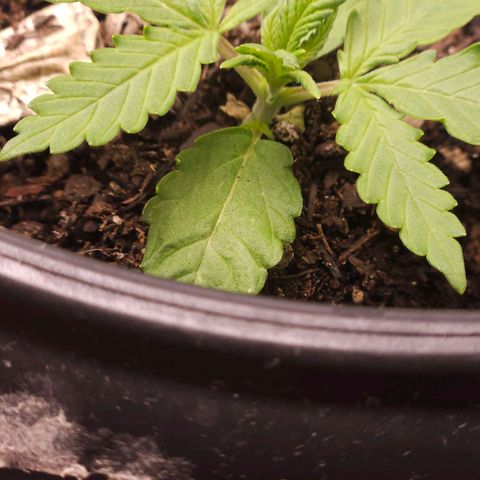 OG Kush Auto growlog timeline photo
