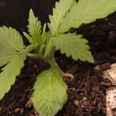 OG Kush Auto growlog timeline photo
