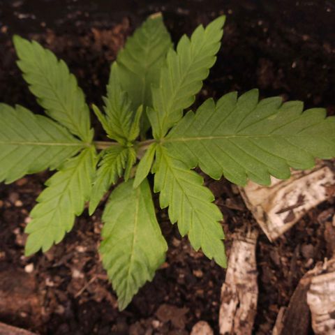 OG Kush Auto growlog timeline photo