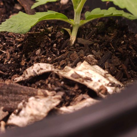 OG Kush Auto growlog timeline photo