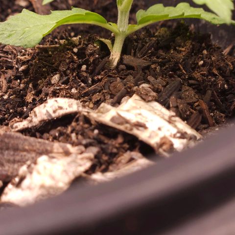 OG Kush Auto growlog timeline photo