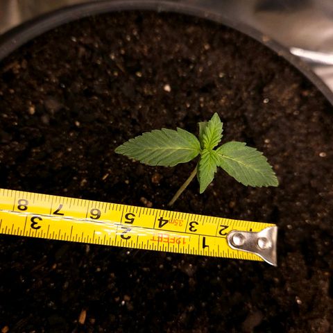 The smallest growlog timeline photo