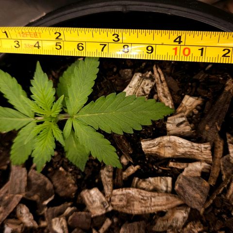 OG Kush Auto growlog timeline photo