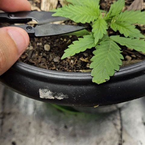 OG Kush Auto growlog timeline photo