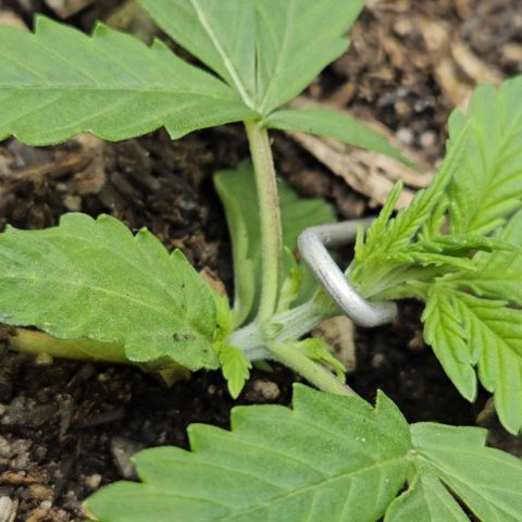 OG Kush Auto growlog timeline photo