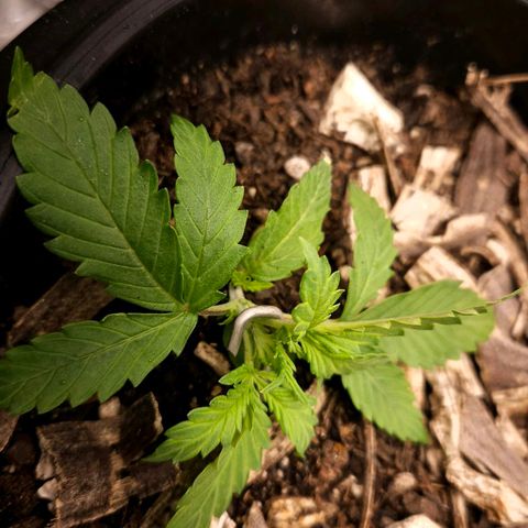 OG Kush Auto growlog timeline photo