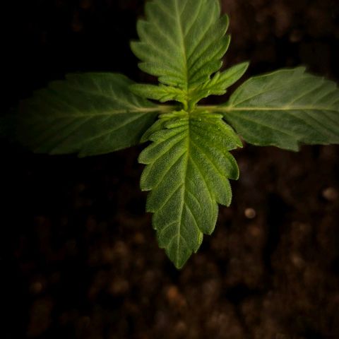 The smallest growlog photo: ela e a irmã dela
