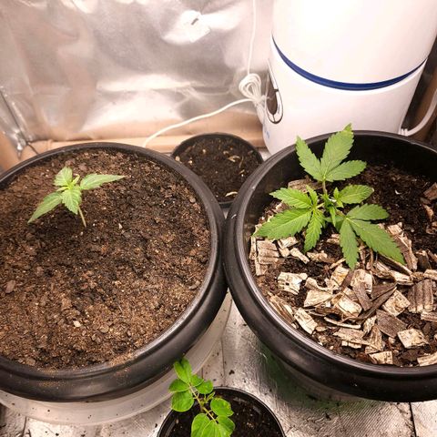 The smallest growlog photo: ela e a irmã dela