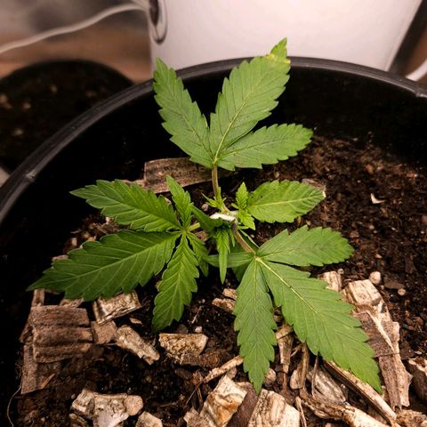 OG Kush Auto growlog timeline photo