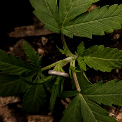 OG Kush Auto growlog timeline photo