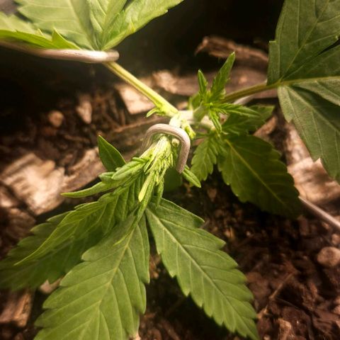 OG Kush Auto growlog timeline photo