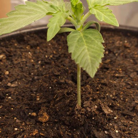 The smallest growlog timeline photo