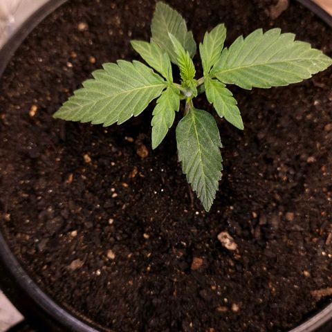 The smallest growlog timeline photo