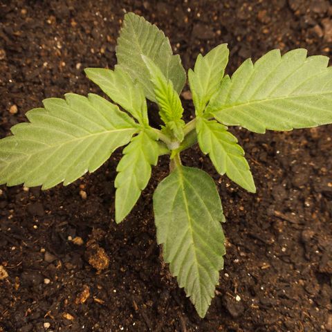 The smallest growlog timeline photo