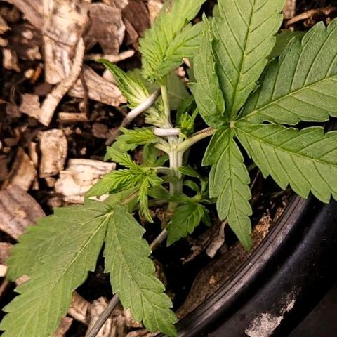 OG Kush Auto growlog timeline photo