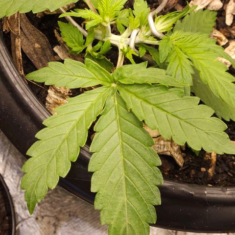 OG Kush Auto growlog timeline photo