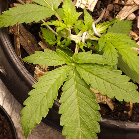 OG Kush Auto growlog timeline photo