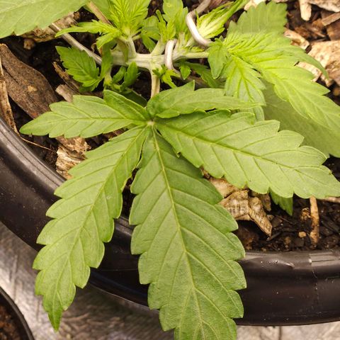 OG Kush Auto growlog timeline photo