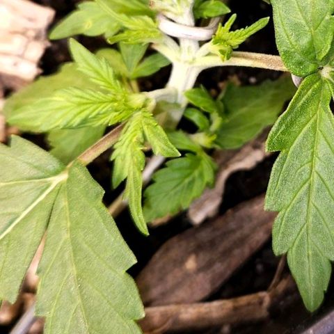 OG Kush Auto growlog timeline photo