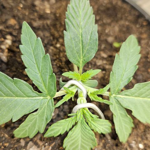 The smallest growlog photo: começando o lst junto com o início da vega. 