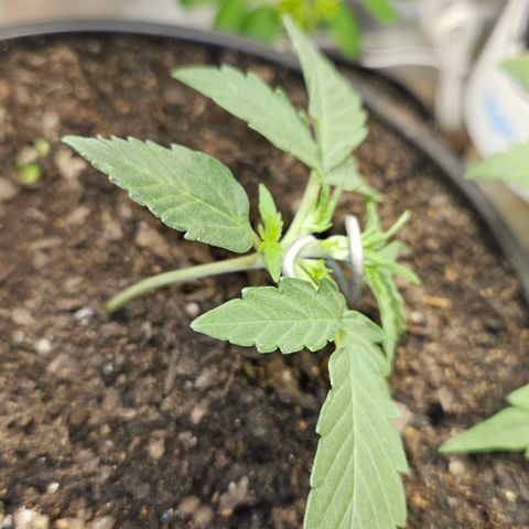 The smallest growlog photo: começando o lst junto com o início da vega. 