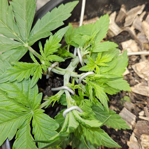 OG Kush Auto growlog timeline photo
