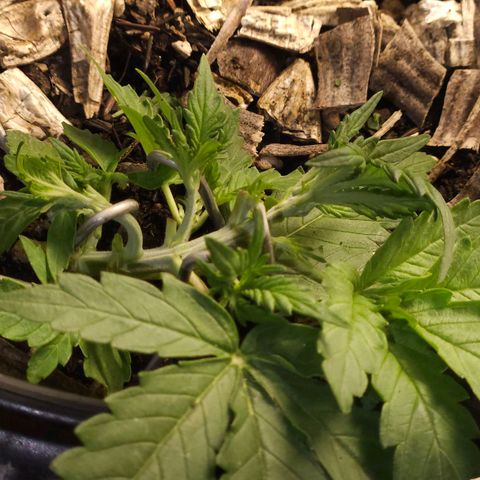 OG Kush Auto growlog timeline photo