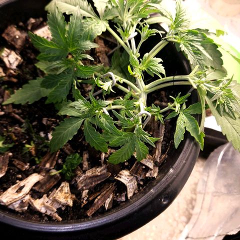 OG Kush Auto growlog timeline photo