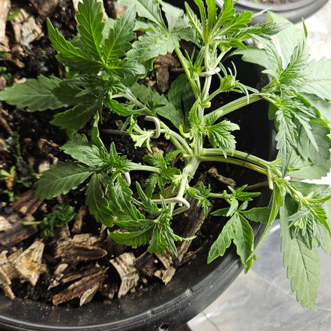 OG Kush Auto growlog timeline photo