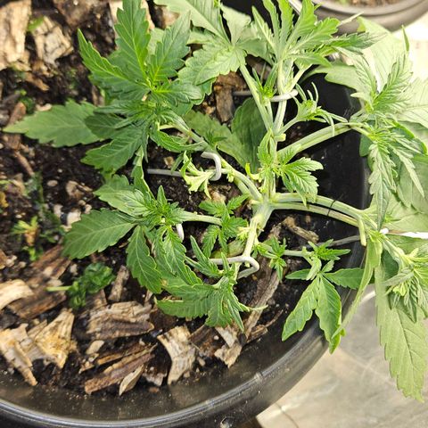 OG Kush Auto growlog timeline photo