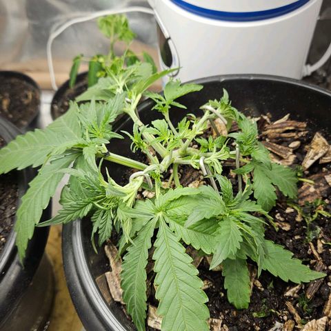 OG Kush Auto growlog timeline photo
