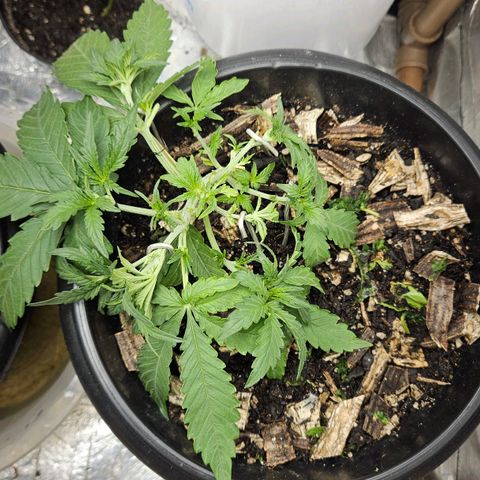 OG Kush Auto growlog timeline photo