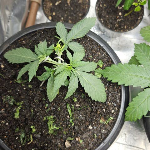 The smallest growlog timeline photo