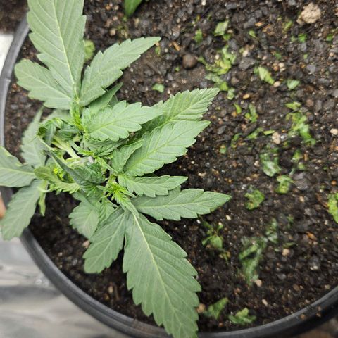 The smallest growlog timeline photo