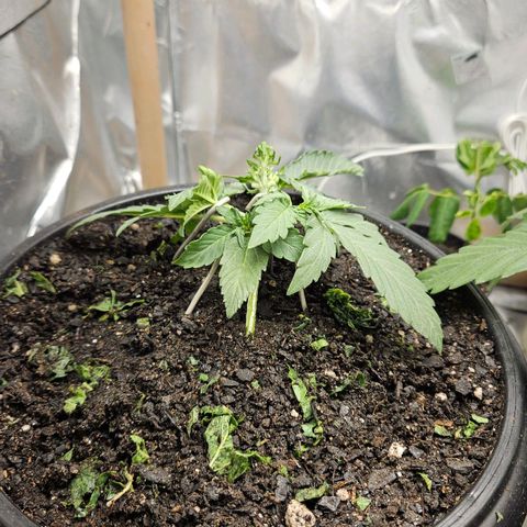 The smallest growlog timeline photo