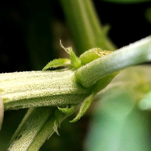 OG Kush Auto growlog timeline photo