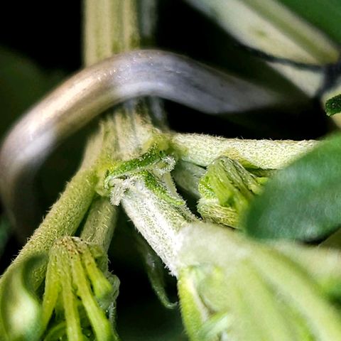 OG Kush Auto growlog timeline photo