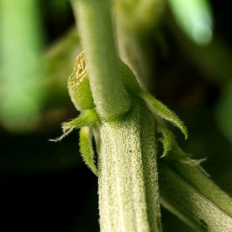 OG Kush Auto growlog timeline photo