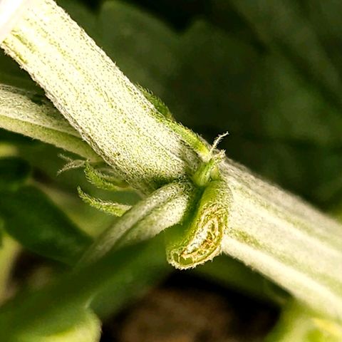 OG Kush Auto growlog timeline photo