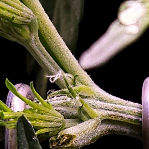OG Kush Auto growlog timeline photo