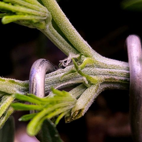 OG Kush Auto growlog timeline photo