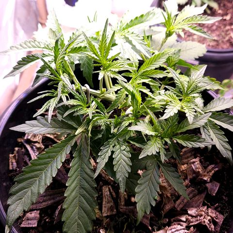OG Kush Auto growlog timeline photo