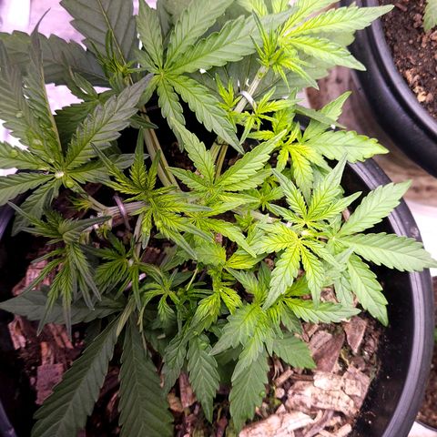 OG Kush Auto growlog timeline photo