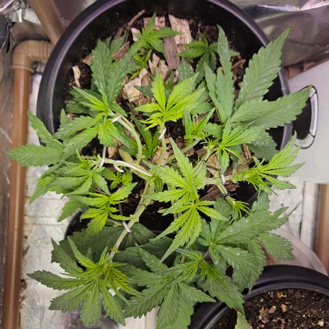 OG Kush Auto growlog timeline photo