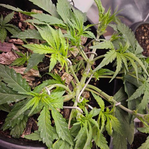 OG Kush Auto growlog timeline photo