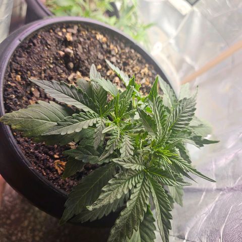 The smallest growlog timeline photo